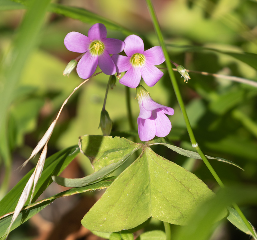 Oxalis latifolia / Acetosella a coda di pesce